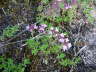 Frhblhender Thymian - Thymus praecox