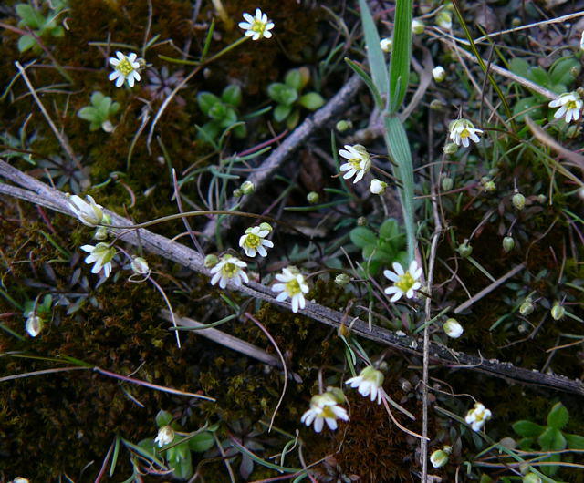 Frühlings-Hungerblümchen - Erophila verna
