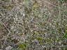 Frhlings-Hungerblmchen - Erophila verna