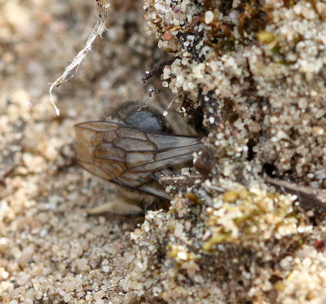 Frühlings-Seidenbiene - Colletes cunicularius