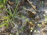 Frhlings-Spark - Spergula morisonii 