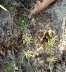 Frhlings-Spark - Spergula morisonii 