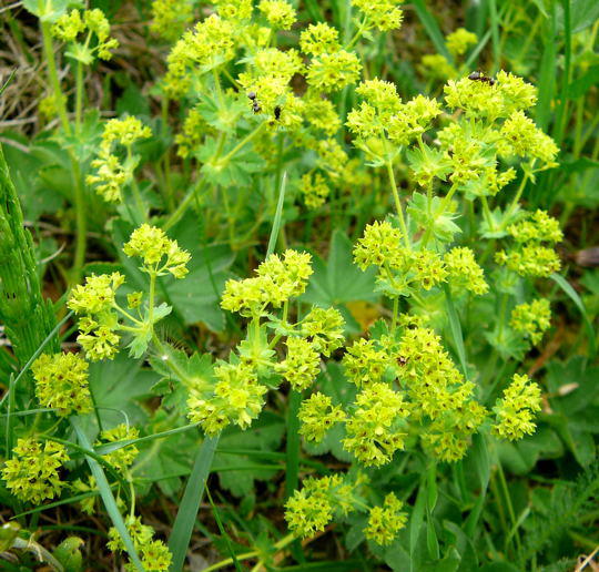 Bergwiesen-Frauenmantel - Alchemilla monticola 