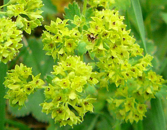 Bergwiesen-Frauenmantel - Alchemilla monticola 