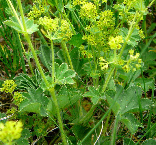 Bergwiesen-Frauenmantel - Alchemilla monticola 