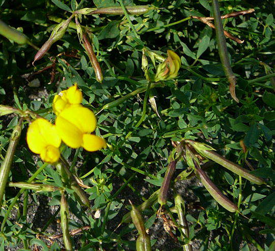 Gemeiner Hornklee - Lotus corniculatus