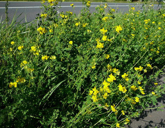 Gemeiner Hornklee - Lotus corniculatus