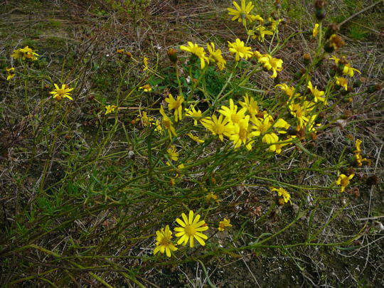 Schmalblättriges Greiskraut - Senecio inaequidens