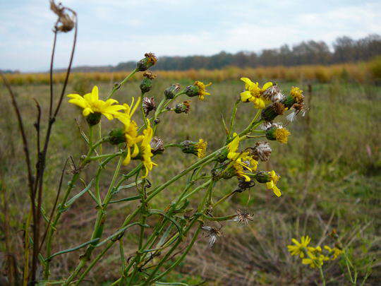 Schmalblttriges Greiskraut - Senecio inaequidens