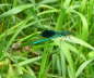 Gebänderte Prachtlibelle - Calopteryx splendens