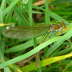 Gebänderte Prachtlibelle - Calopteryx splendens