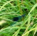 Gebänderte Prachtlibelle - Calopteryx splendens