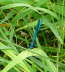 Gebänderte Prachtlibelle - Calopteryx splendens