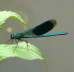 Gebänderte Prachtlibelle - Calopteryx splendens