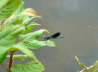 Gebänderte Prachtlibelle - Calopteryx splendens