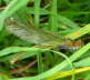 Gebänderte Prachtlibelle - Calopteryx splendens