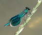 Gebänderte Prachtlibelle - Calopteryx splendens