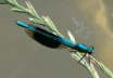 Gebänderte Prachtlibelle - Calopteryx splendens