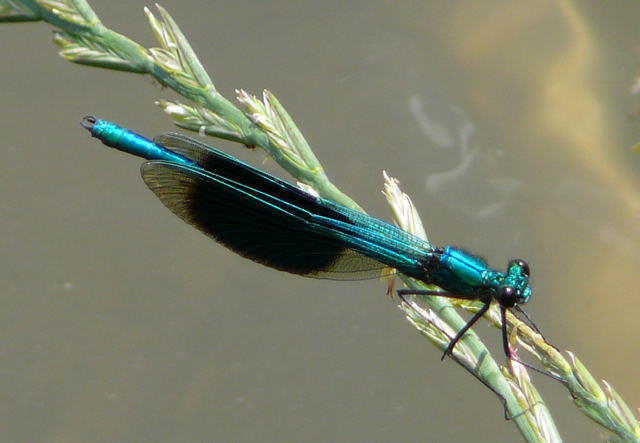 Gebänderte Prachtlibelle - Calopteryx splendens