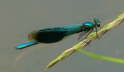 Gebänderte Prachtlibelle - Calopteryx splendens