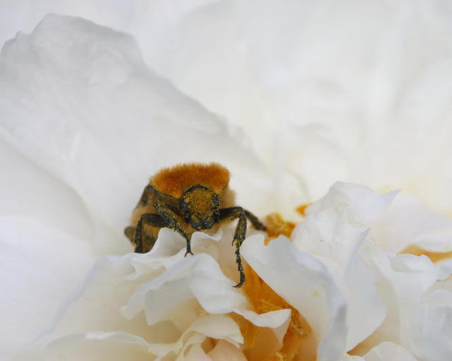 Gebänderter Pinselkäfer - Trichius fasciatus 