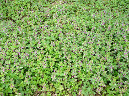 Gefleckte Taubnessel - Lamium maculatum