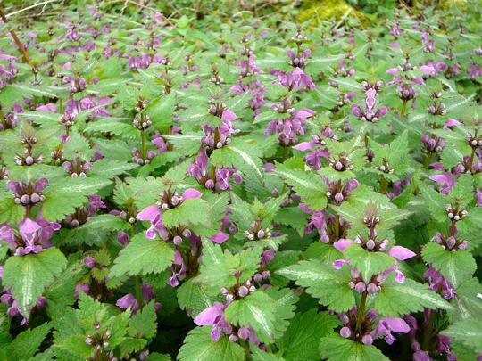 Gefleckte Taubnessel - Lamium maculatum