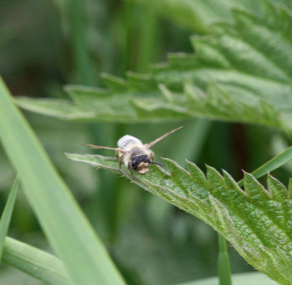 Gemeine Sandbiene - Andrena cf. flavipes