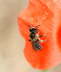 Gemeine Sandbiene - Andrena flavipes