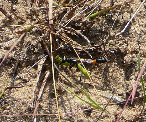 Gemeine Sandwespe - Ammophilia cf. sabulosa