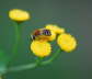 Gemeine Seidenbiene - Colletes daviesanus