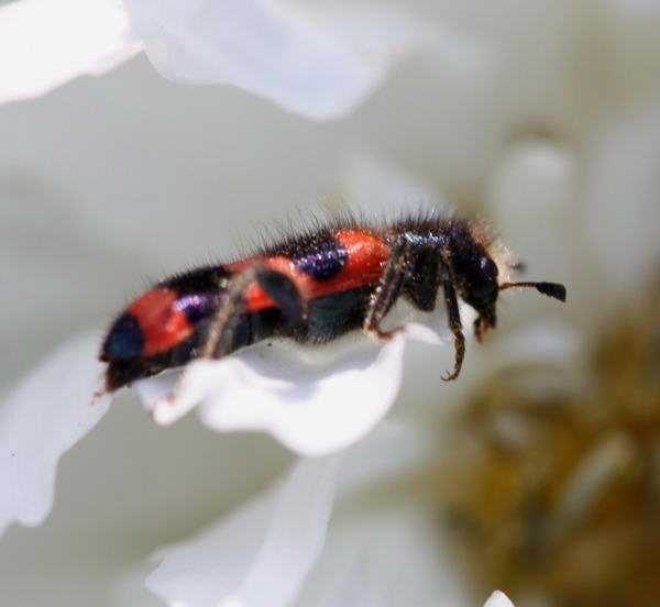 Gemeiner Bienenkäfer - Trichodes apiarius
