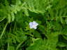 Gemeiner Lein - Linum usitatissimum 