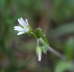 Gemeines Hornkraut - Cerastium holosteoides