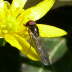 Glnzende Schwarzkopf-Schwebfliege - Melanostoma mellinum