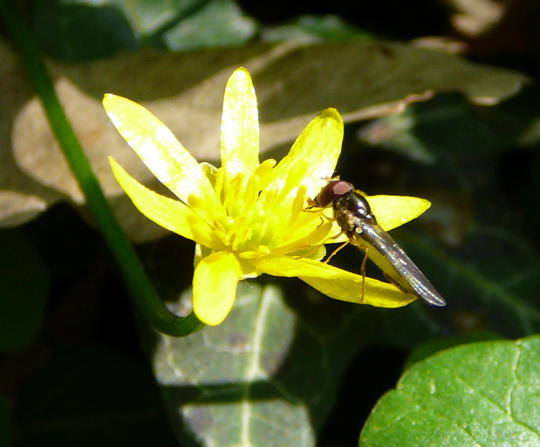Glänzende Schwarzkopf-Schwebfliege - Melanostoma mellinum