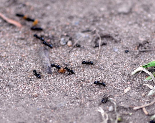 Glnzendschwarze Holzameise - Lasisus fuliginosus