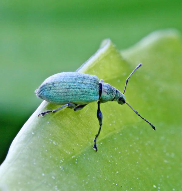 Glanzrssler - Phyllobius pomaceus