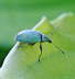 Glanzrssler - Phyllobius pomaceus