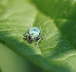 Glanzrssler - Phyllobius pomaceus