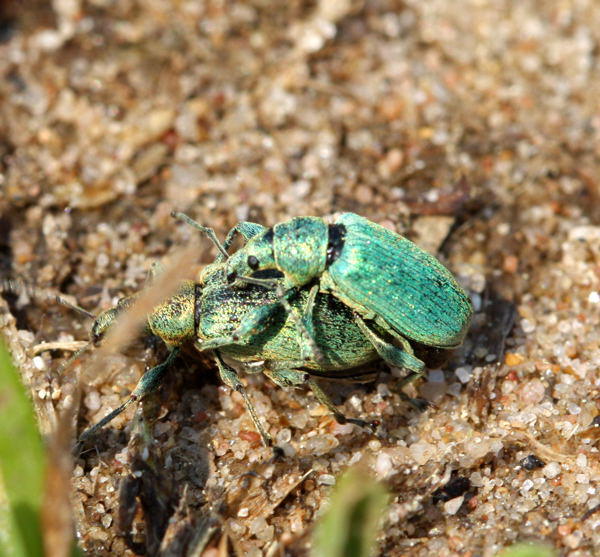 Glanzrssler - Phyllobius pomaceus