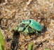 Glanzrssler - Phyllobius pomaceus