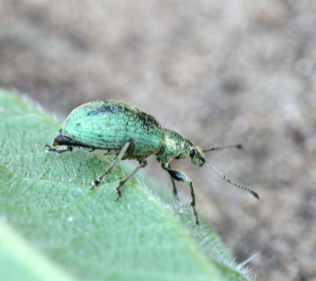 Glanzrüssler - Phyllobius pomaceus