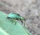Glanzrssler - Phyllobius pomaceus