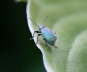 Glanzrssler - Phyllobius pomaceus