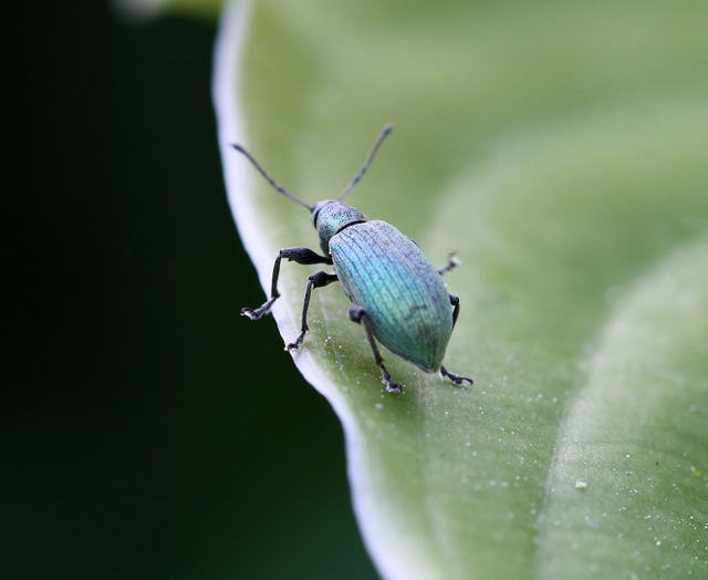 Glanzrssler - Phyllobius pomaceus