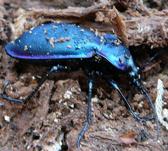 Goldleiste - Carabus purpurascens (violaceus)