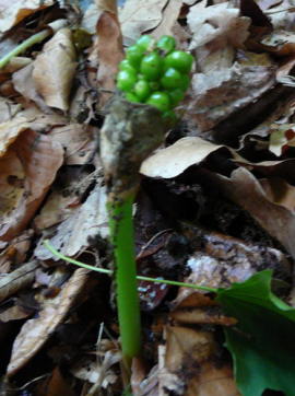 Gefleckter Aronstab - Arum maculatum