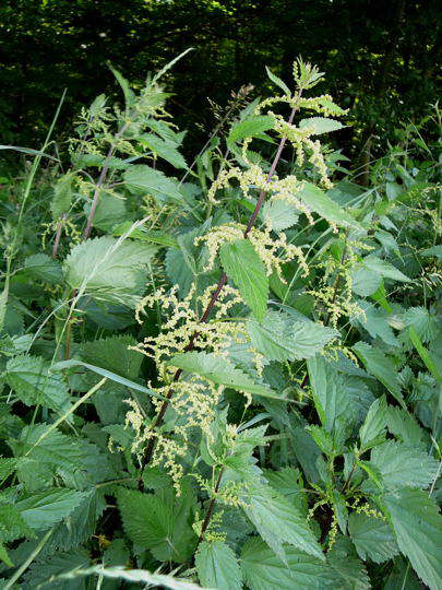 Große Brennessel - Urtica dioica