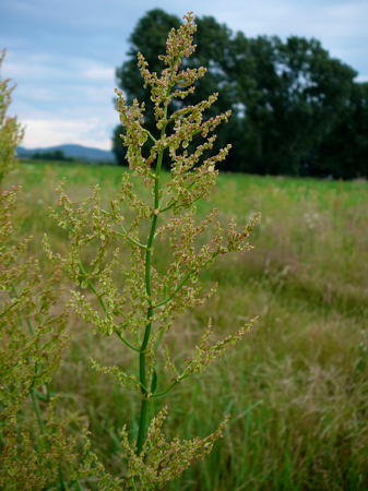 Straußblütiger Sauerampfer - Rumex thyrsiflorus
